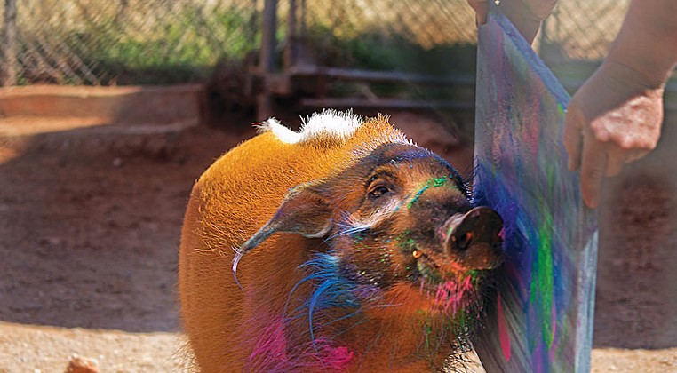Art Gone Wild lets Oklahoma City Zoo critters get creative