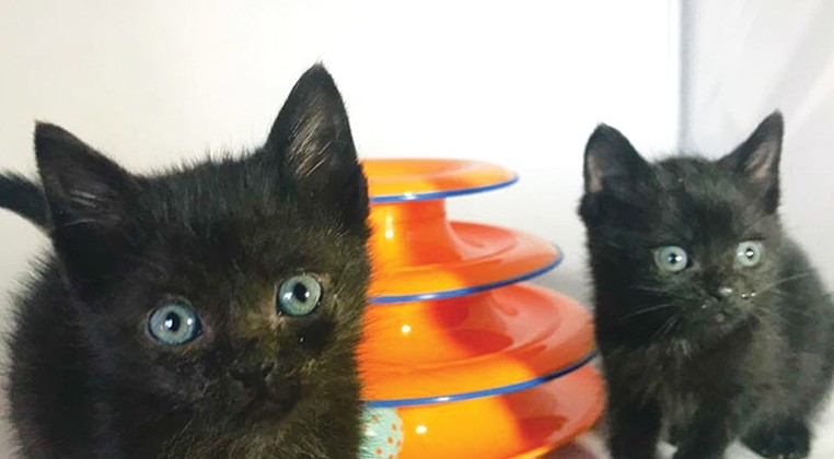 Pet Gazette: Rescue cats