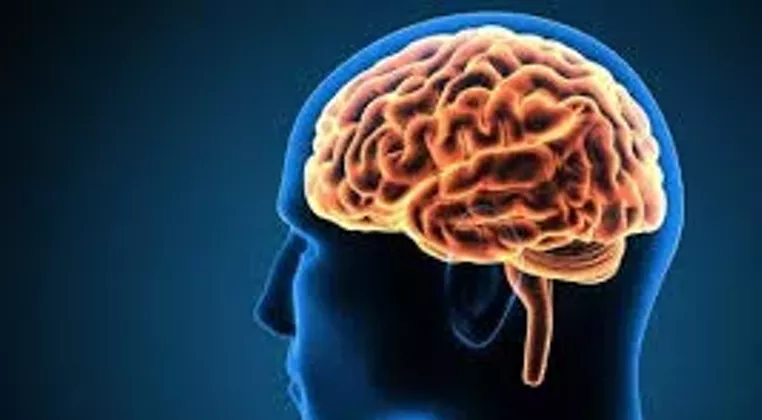 Image: My Love Affair with the Brain