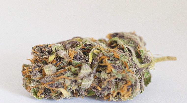 Flower review: Purple Tangie
