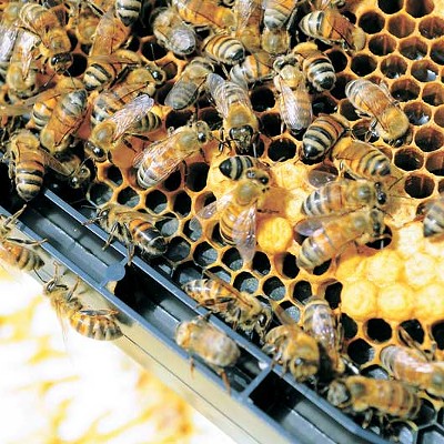 Bees make life sweet