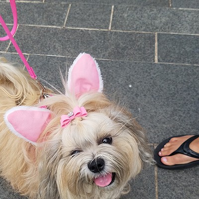 This is the fourth year Myriad Botanical Gardens has hosted an Easter egg hunt for dogs. (Photo Myriad Botanical Gardens / provided)