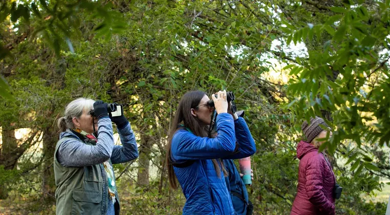 Image: Bird Walk for Beginners