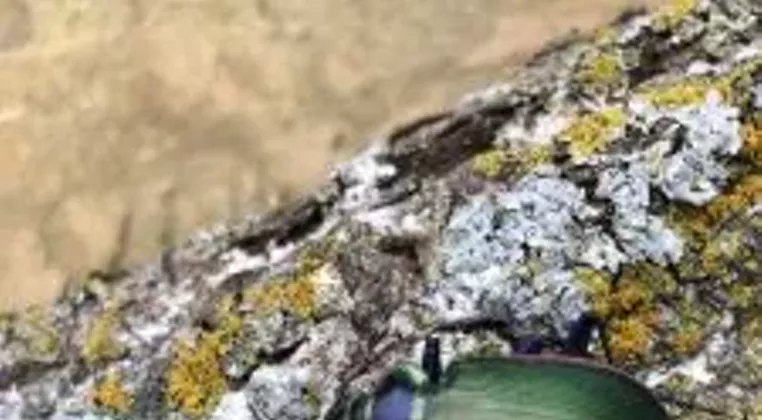 Image: Create a Pollinator Overwintering Habitat