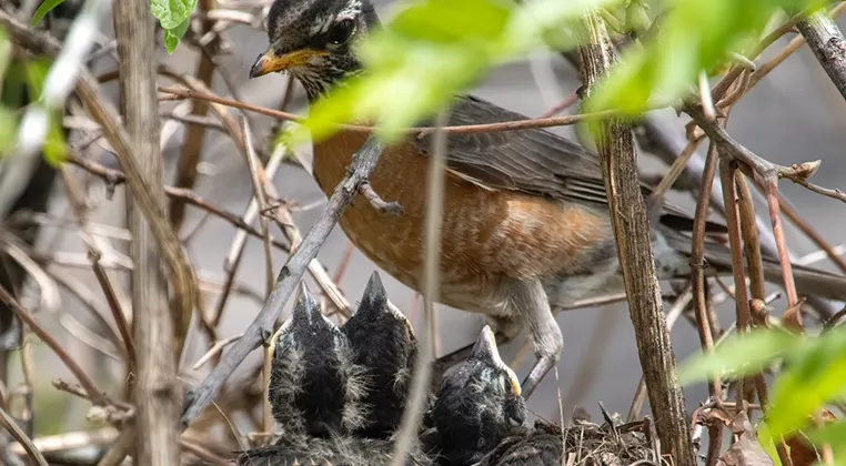 Image: Intro to Birding and Bird Migration
