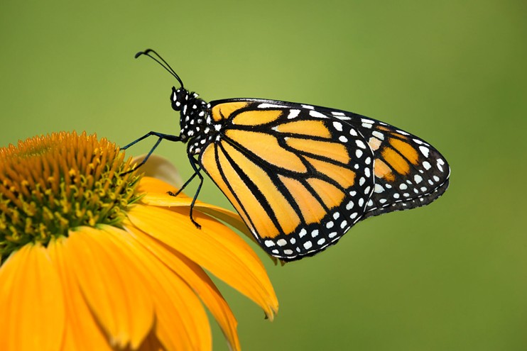 migrating-monarchs-drop-in.jpg