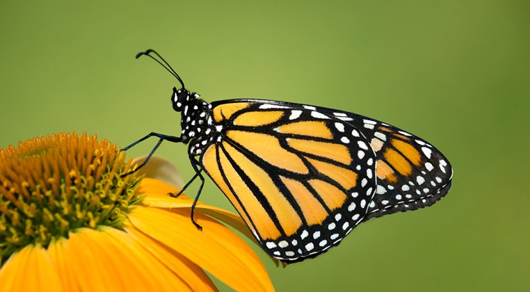 Migrating Monarchs Drop In