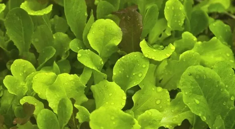 Image: Plant a Fall Salad Garden