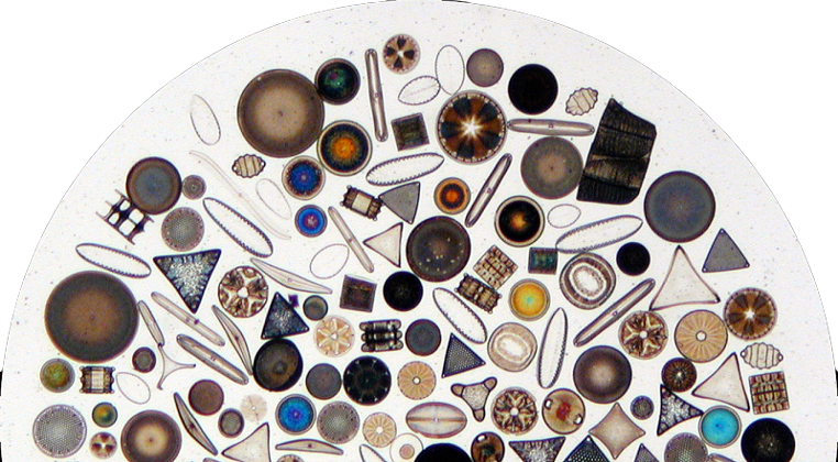 The Toe Tag: Death and diatoms