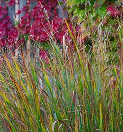 Karl Foerster feathery grass and Boston Ivy add nice fall color to one of Czismadia's Pocket Prairies. (Shannon Cornman)