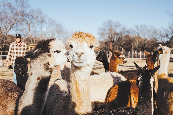 New Year's Eve: Alpaca party